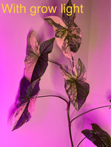 Full Spectrum (Blue, Red & White) 80 LEDs Grow Lights & Tripod Stand 2.1 Meter ,4 Heads Dimmable 4/8/12H Remote