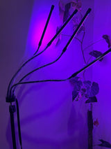 Full Spectrum (Blue, Red & White) 80 LEDs Grow Lights & Tripod Stand 2.1 Meter ,4 Heads Dimmable 4/8/12H Remote